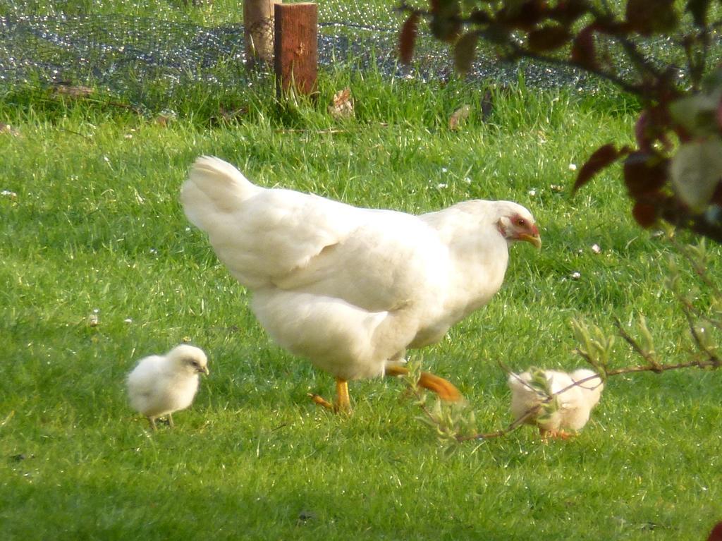 Mollett'S Farm Appartement Saxmundham Buitenkant foto